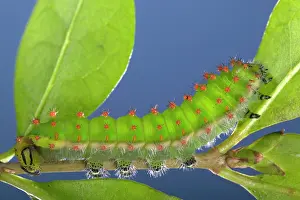Rothschildia: Giant Silk Moth - Caterpillar