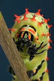 Rothschildia: Giant Silk Moth - Caterpillar