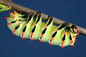 Rothschildia: Giant Silk Moth - Caterpillar