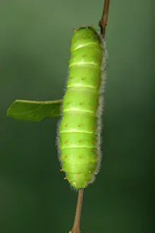 Rothschildia: Giant Silk Moth - Caterpillar (L5)