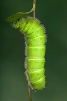 Rothschildia: Giant Silk Moth - Caterpillar (L5)