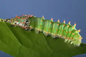 Sloughing: Giant Silk Moth - Caterpillar's sloughing of the