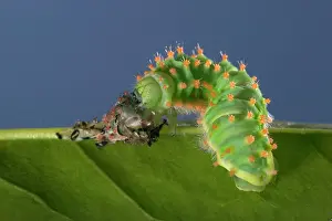 Sloughing: Giant Silk Moth - Caterpillar's sloughing of the