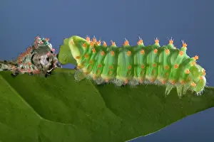 Sloughing: Giant Silk Moth - Caterpillar's sloughing of the