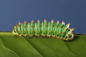 Sloughing: Giant Silk Moth - Caterpillar's sloughing of the skin