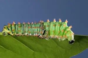 Sloughing: Giant Silk Moth - Caterpillar's sloughing of the skin