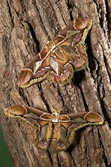 Rothschildia: Giant Silk Moth - Couple