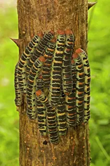 Silkworms: Giant Silk Moth - group on tree trunk