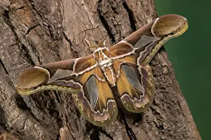 Rothschildia: Giant Silk Moth - Male