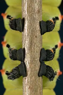 Prolegs: Giant Silk Moth - Detail (prolegs) of the caterpillar