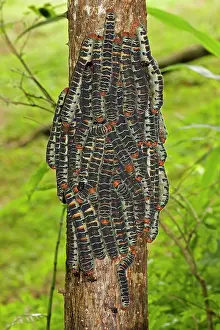 Silkworms: Giant Silk Worm Caterpillars