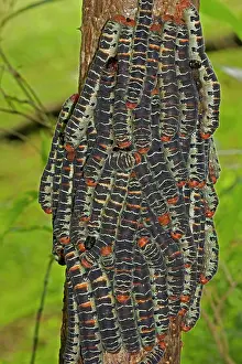 Silkworms: Giant Silk Worm Caterpillars
