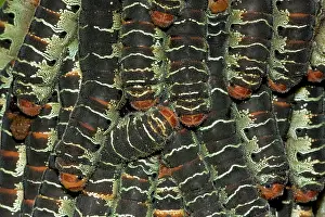 Silkworms: Giant Silk Worm Caterpillars