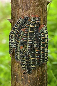 Silkworms: Giant Silk Worm Caterpillars