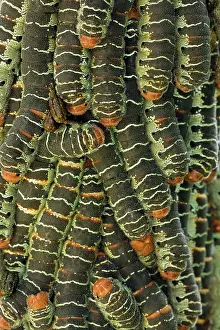 Aggregation: Giant Silk Worm Caterpillars - aggregation of fully