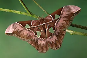 Silkmoth: Giant Silkmoth Moth - Wing windows are witout scales