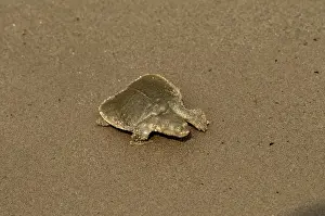 Mekong: Giant Softshell Turtle