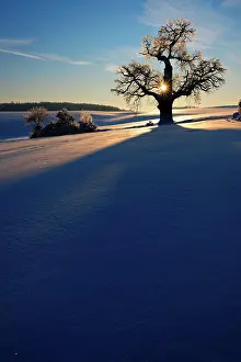 Fagales: Giant solitary oak in winter landscape at sunset