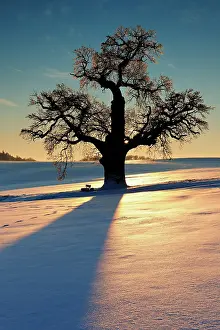 Fagales: Giant solitary oak in winter landscape at sunset
