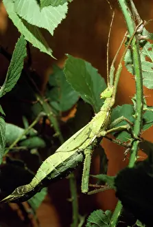 Grows: Giant Spiny Stick Insect - on branch - grows to 20cm or more