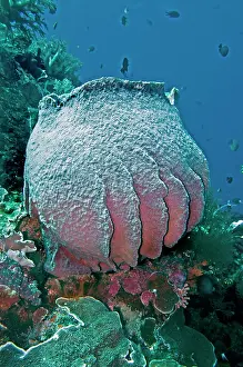 Porifera: Giant Sponge