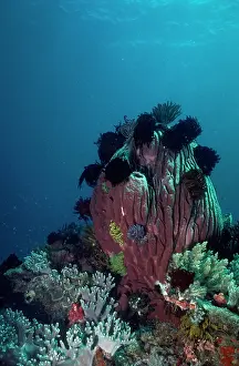 Porifera: GIANT SPONGE