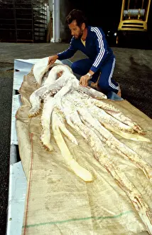 Metres: Giant Squid - 12 metres (40 foot), being inspected