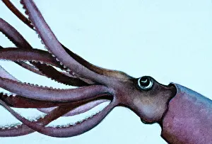 Squids: Giant Squid