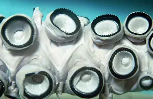 Hooks: Giant SQUID - close-up of suckers showing hooks on rim
