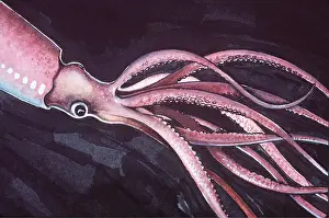 Tentacles: GIANT SQUID - ILLUSTRATION