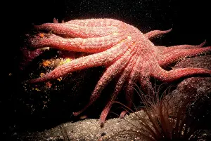 Seastars: GIANT STARFISH