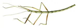 Miles Kelly Publishing: Giant Stick Insect. The giant stick insect can reach