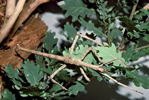 Stick: Giant Stick Insect - grows to 20cm or more