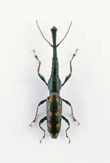 Temmincki: Giant Straight-snouted Weevil