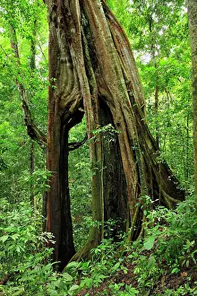 Strangler: Giant Strangler Fig Tree