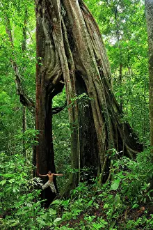 Strangler: Giant Strangler Fig Tree with person showing size & scale
