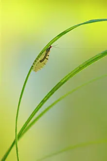 Protostomia: Giant Stream Lacewing (Osmylus fulvicephalus) on