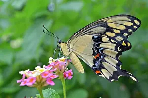 Lantana: Giant Swallowtail