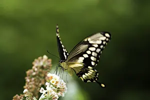 Swallowtail: Giant Swallowtail