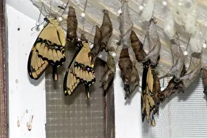 Cresphontes: Giant Swallowtail Butterflies emerging from pupae