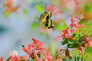Cresphontes: Giant Swallowtail Butterfly