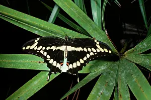 Cresphontes: Giant Swallowtail Butterfly
