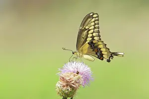 Cresphontes: Giant Swallowtail Butterfly