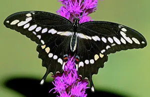 Cresphontes: Giant Swallowtail Butterfly