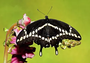 Papilionidae: Giant Swallowtail Butterfly