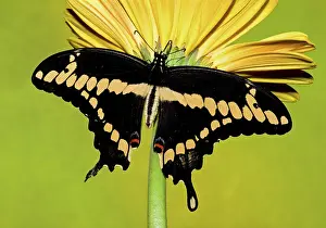 Papilionidae: Giant Swallowtail Butterfly