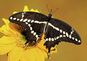 Antennae: Giant Swallowtail Butterfly