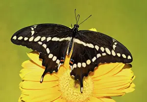 Antennae: Giant Swallowtail Butterfly