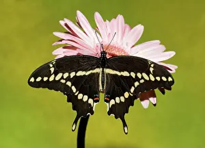 Antennae: Giant Swallowtail Butterfly