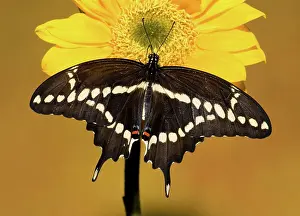 Antennae: Giant Swallowtail Butterfly